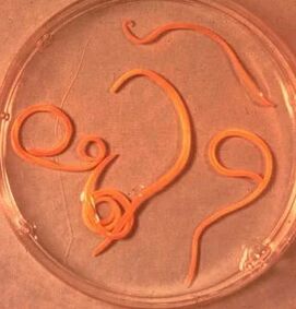 Parasites of Men Ascarid