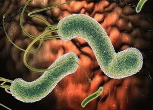 viruses and bacteria