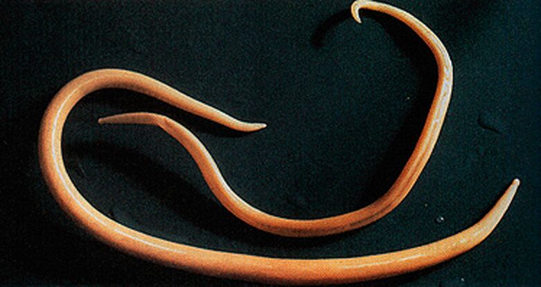 a worm parasite of the human body