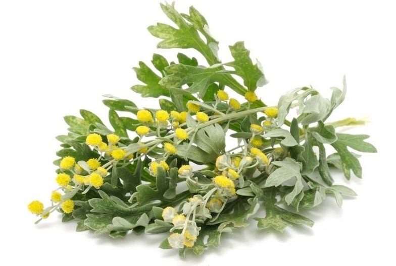 wormwood for parasites